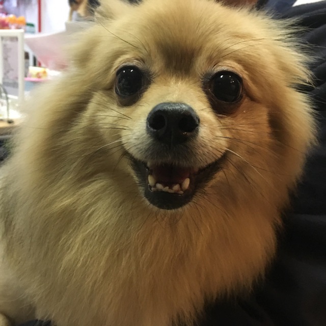 【今日の里帰りワンコ🐶ヨーキーのマリーちゃん💕、キャバリアのアーチャー💕、ポメラニアンのモナカちゃん💕】2018,2,17